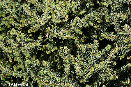 Picea omorika 'Karel', kääpiöserbiankuusi